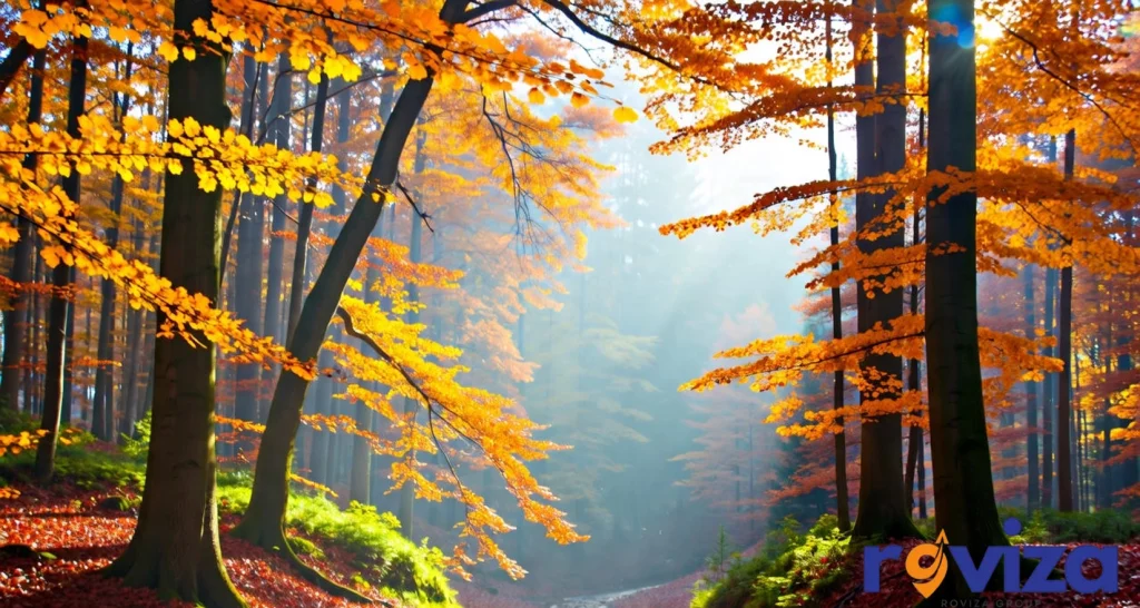 شناخت رومانی